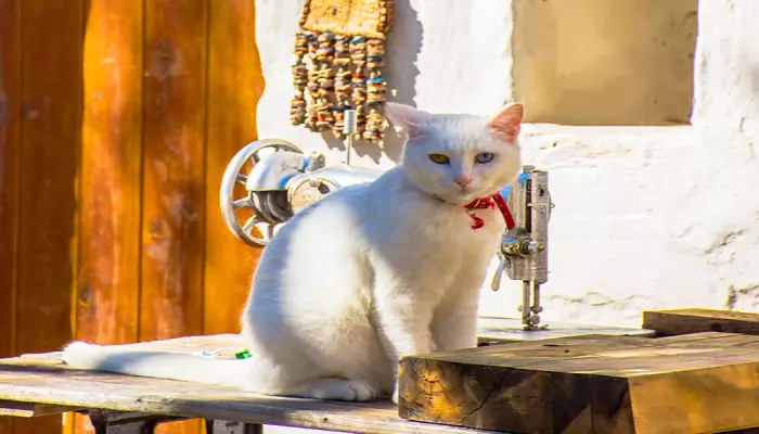 خانه گربه های وان ترکیه